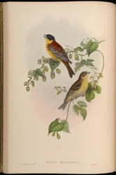 Euspiza melanocephala = Emberiza melanocephala